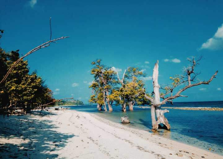 Detail Gambar Pohon Dari Pasir Putih Nomer 20