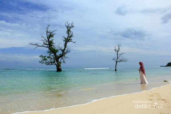 Detail Gambar Pohon Dari Pasir Putih Nomer 24