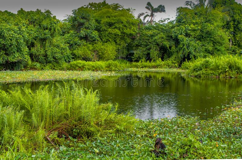 Detail Gambar Pohon Dari Pasir Putih Nomer 47