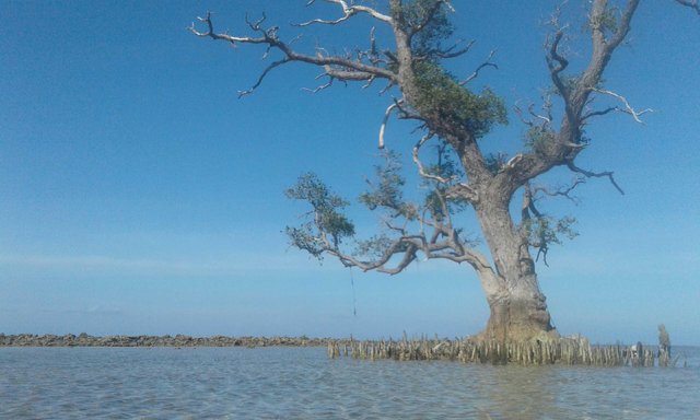 Detail Gambar Pohon Dari Pasir Putih Nomer 7