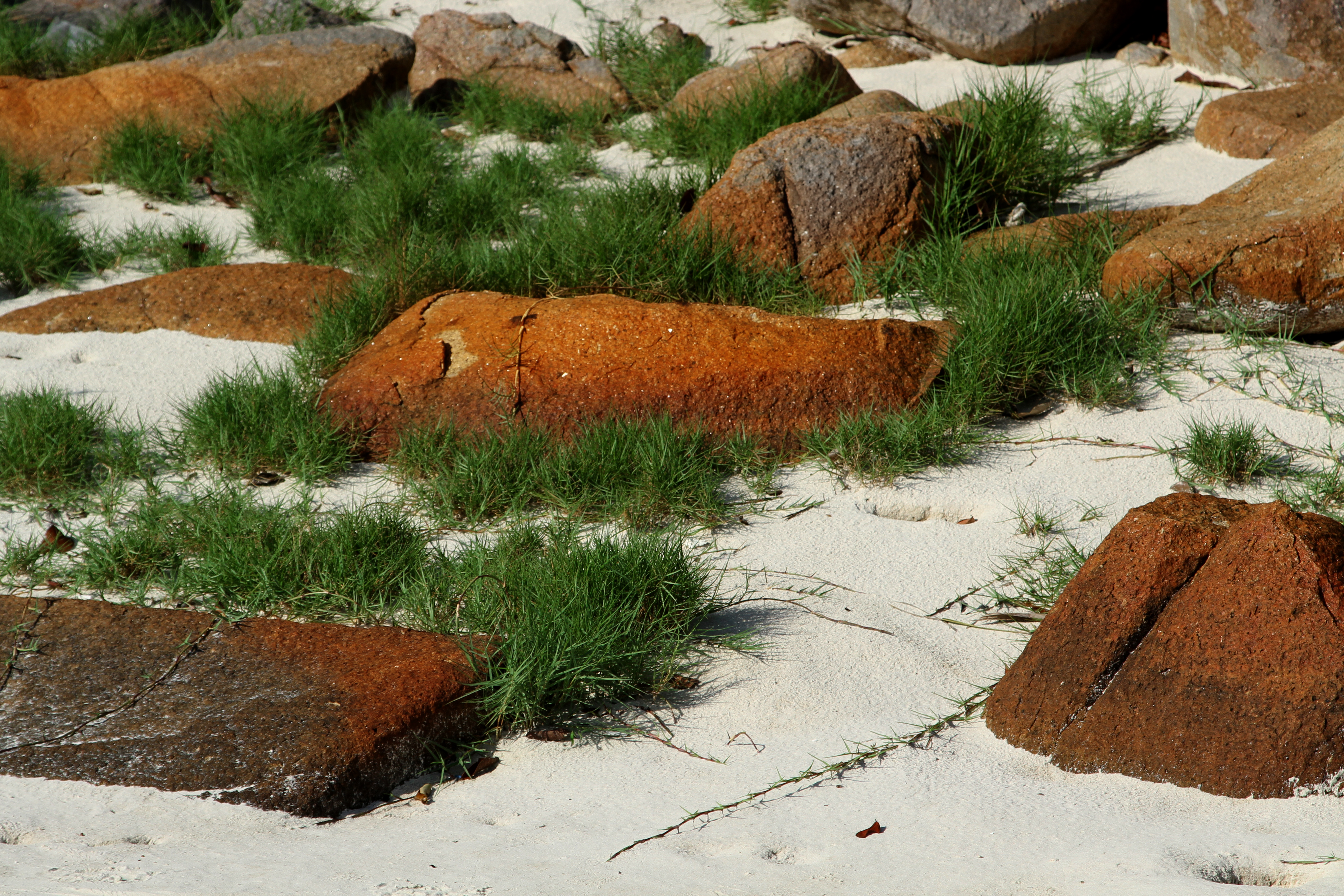 Detail Gambar Pohon Dari Pasir Putih Nomer 9