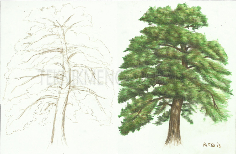 Detail Gambar Pohon Dari Pensil Nomer 49