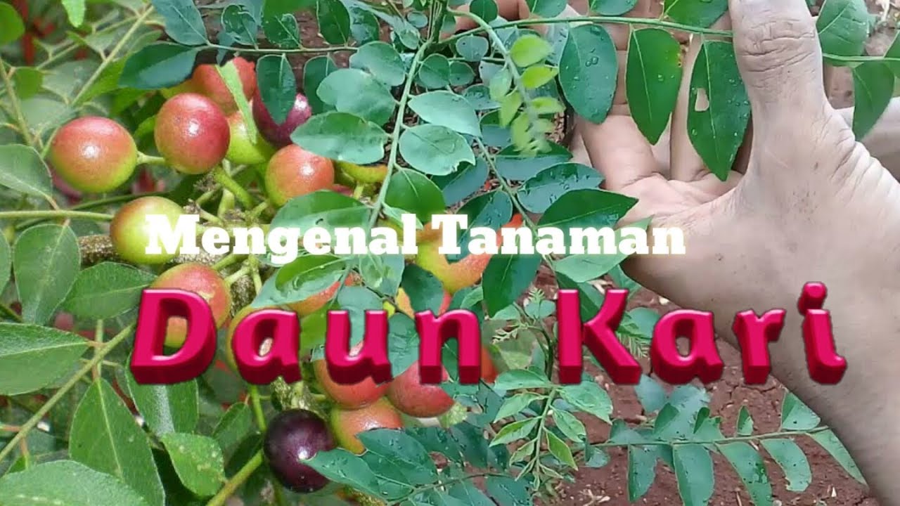 Detail Gambar Pohon Daun Kari Nomer 9