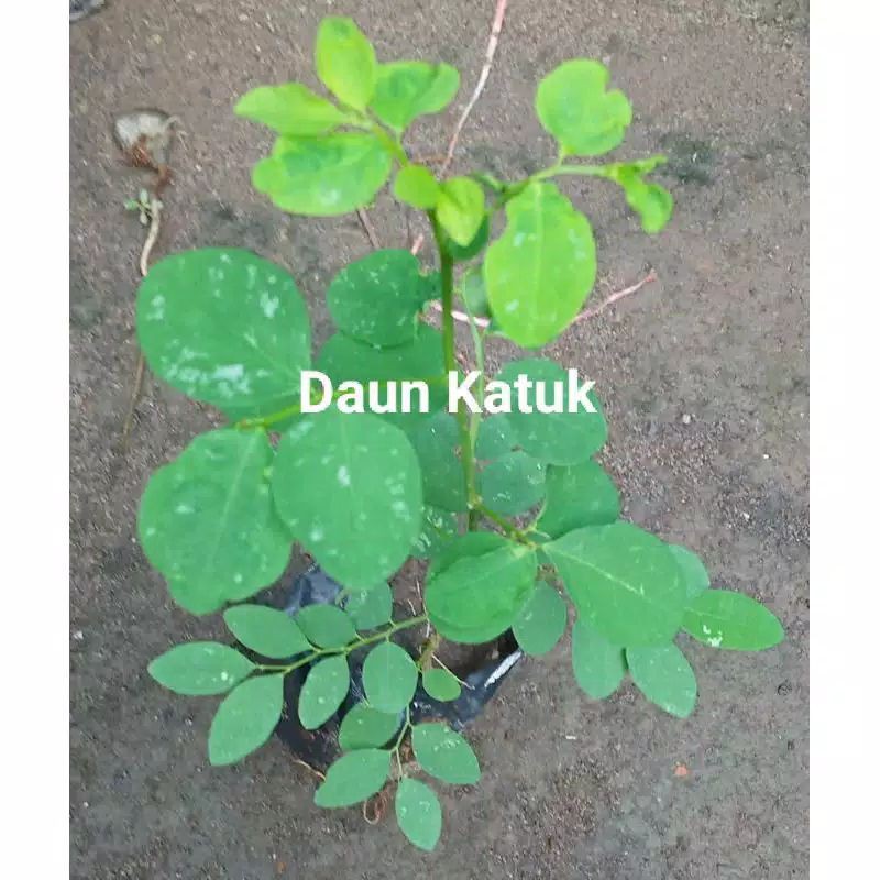 Detail Gambar Pohon Daun Katuk Nomer 42