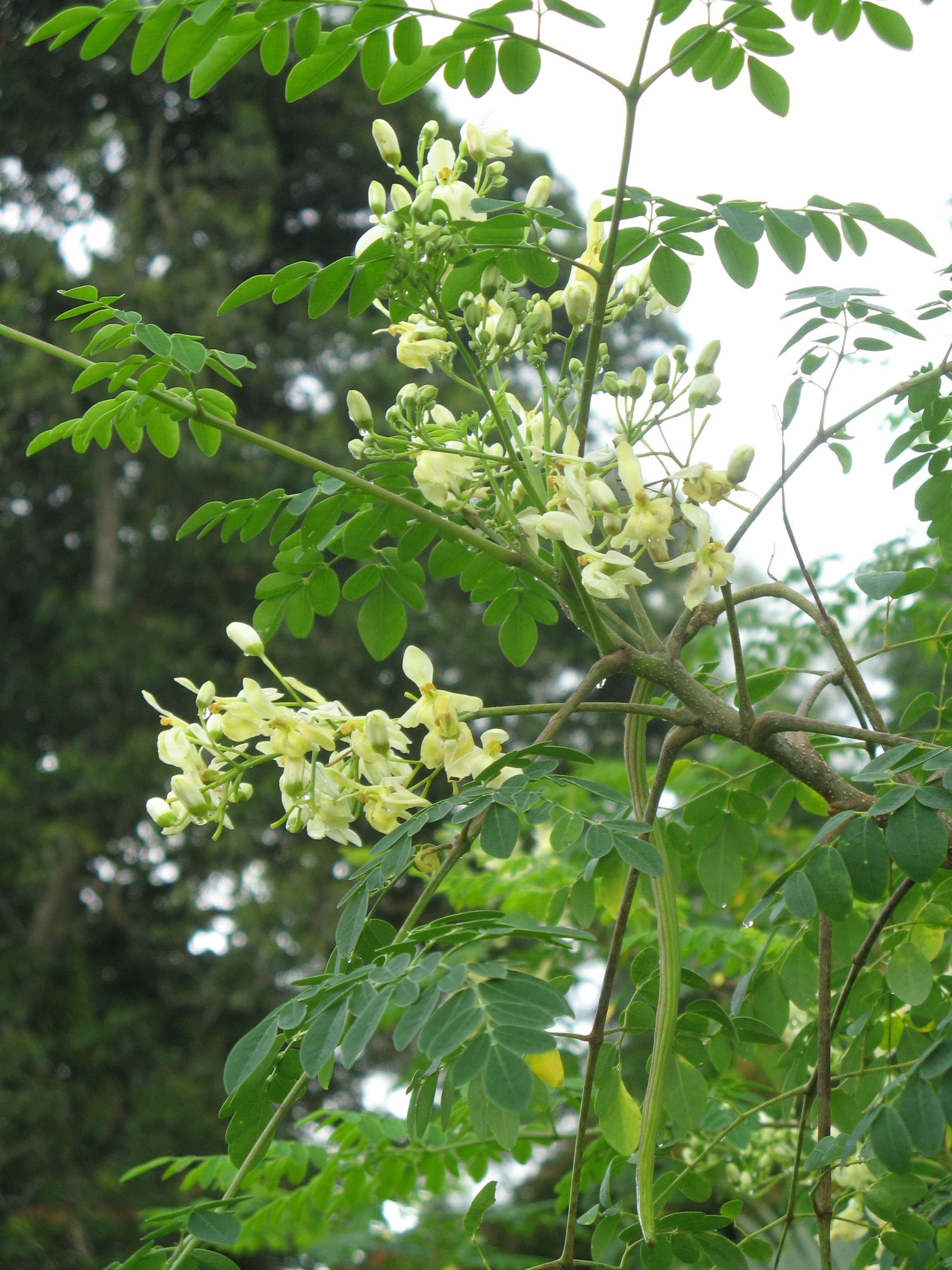 Gambar Pohon Daun Kelor - KibrisPDR