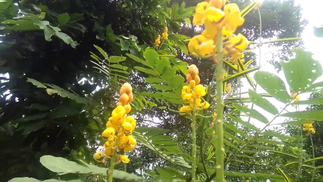 Download Gambar Pohon Daun Senna Nomer 27