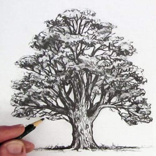 Detail Gambar Pohon Dengan Pensil Nomer 21