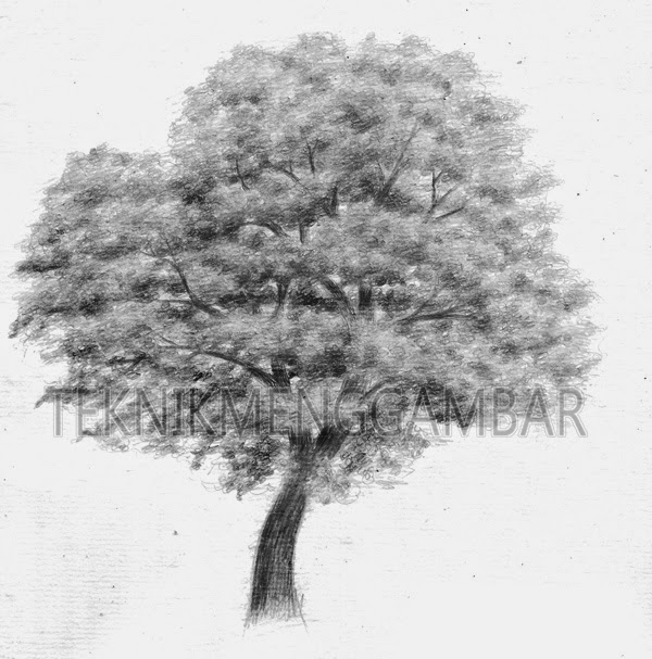 Detail Gambar Pohon Dengan Pensil Nomer 7