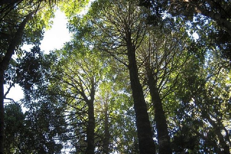 Detail Gambar Pohon Di Hutan Nomer 3