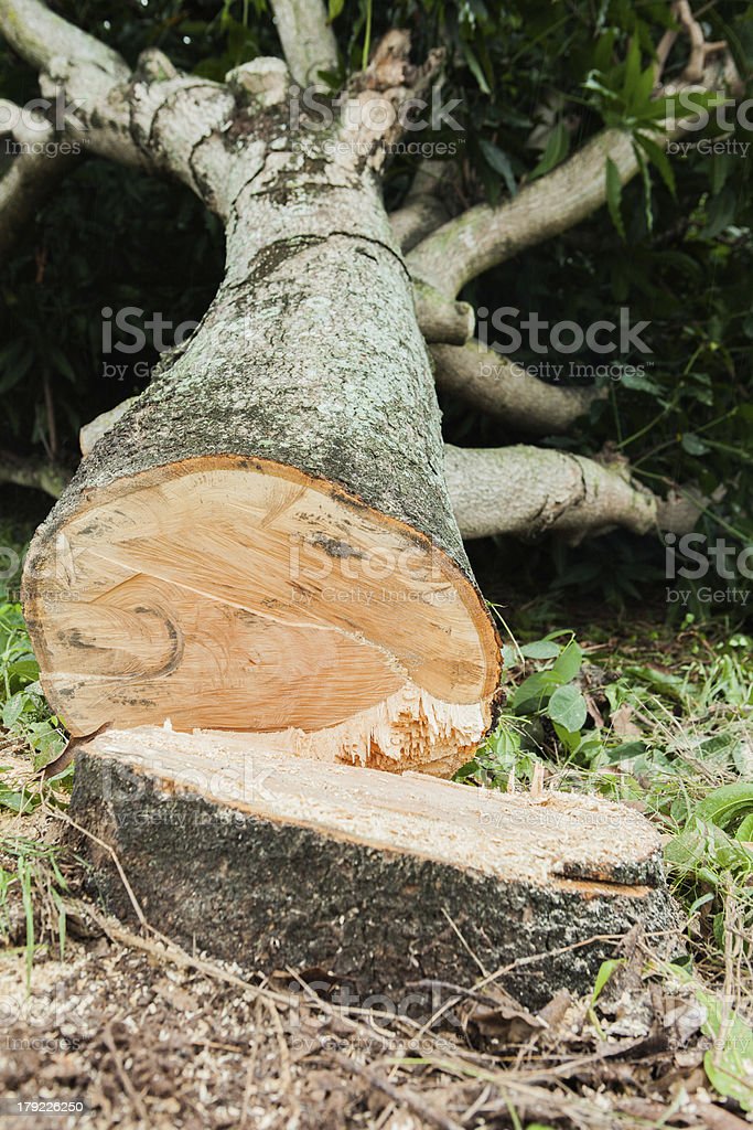 Detail Gambar Pohon Ditebang Nomer 26
