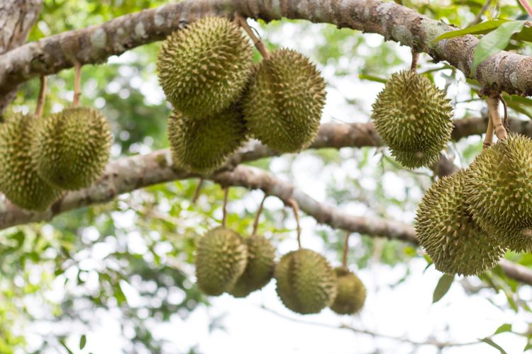Gambar Pohon Durian - KibrisPDR
