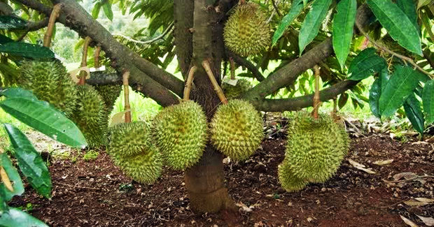 Detail Gambar Pohon Durian Nomer 12