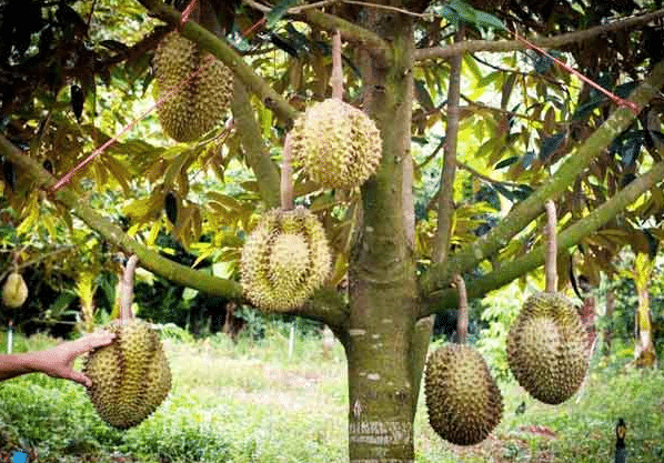 Detail Gambar Pohon Durian Nomer 14