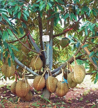 Detail Gambar Pohon Durian Nomer 15