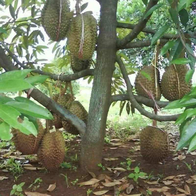 Detail Gambar Pohon Durian Nomer 20