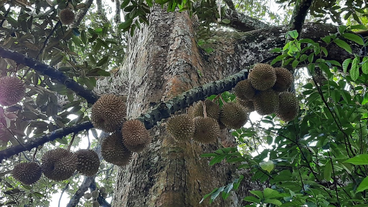 Detail Gambar Pohon Durian Nomer 22
