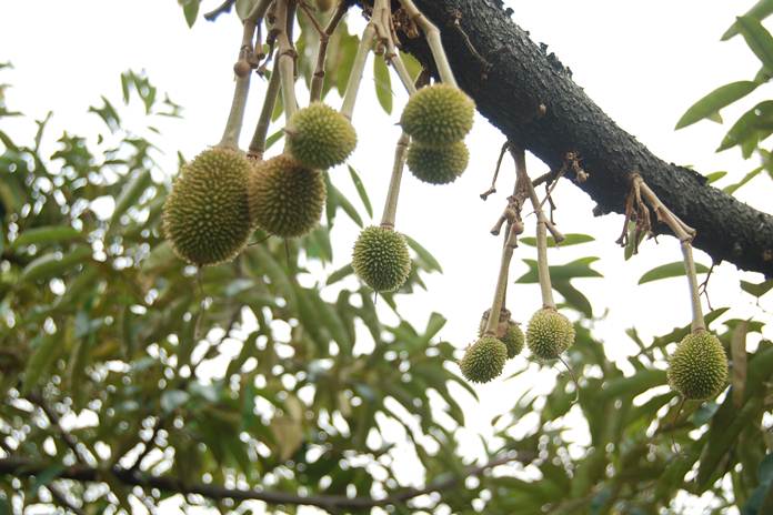 Detail Gambar Pohon Durian Nomer 24