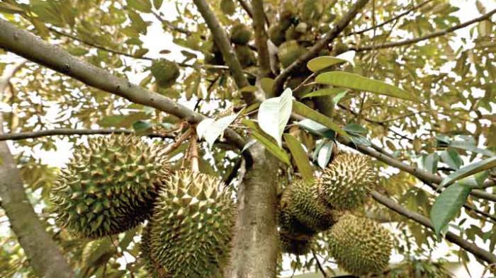 Detail Gambar Pohon Durian Nomer 25