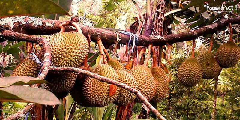 Detail Gambar Pohon Durian Nomer 26