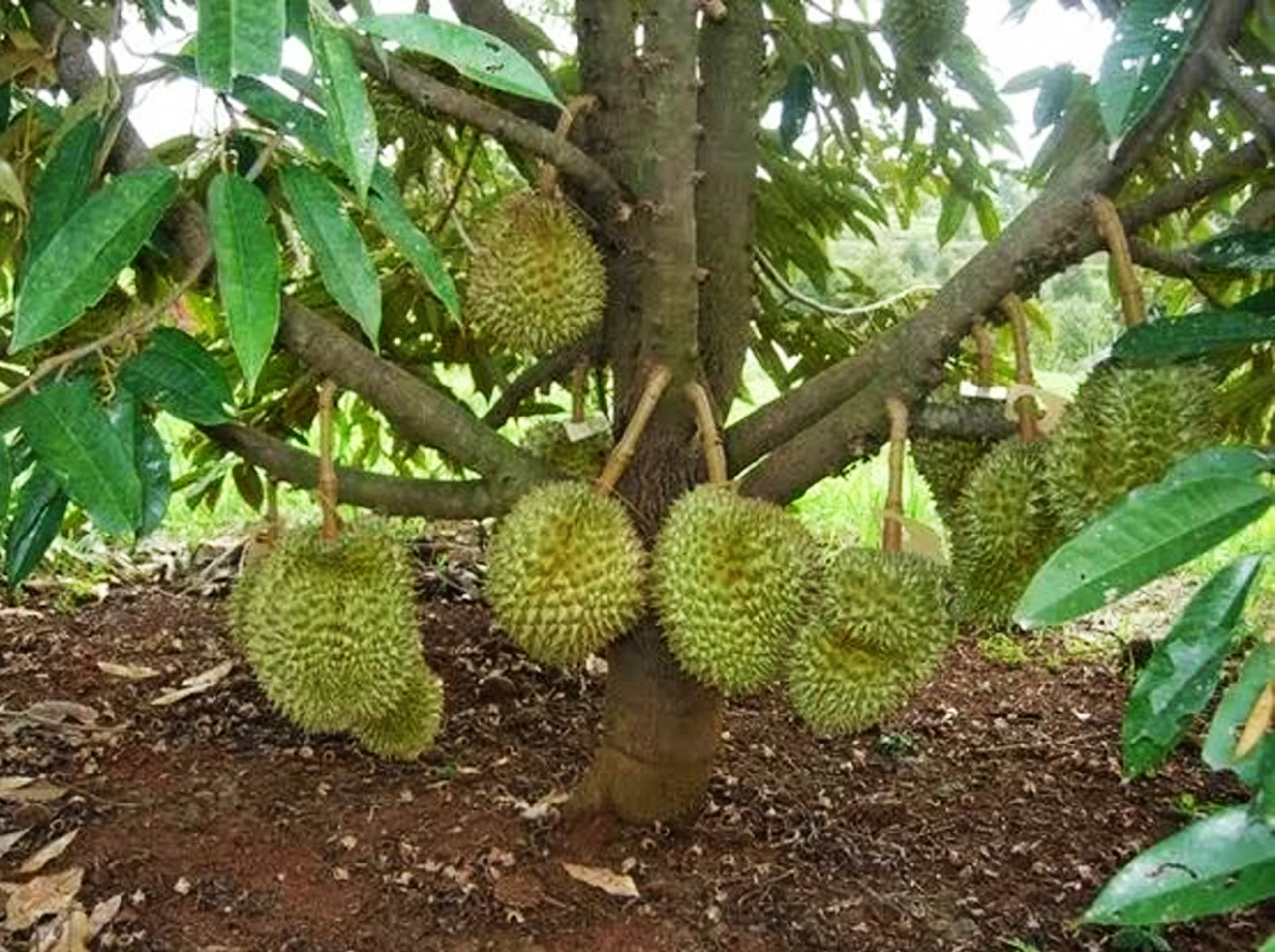 Download Gambar Pohon Durian Nomer 4