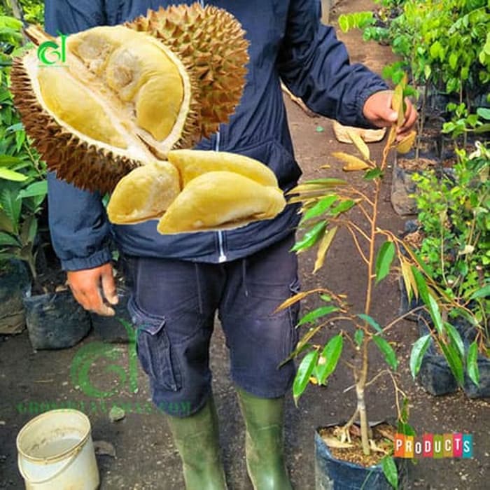 Download Gambar Pohon Durian Nomer 31