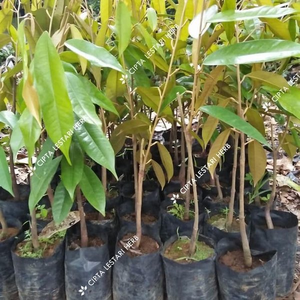 Download Gambar Pohon Durian Nomer 34
