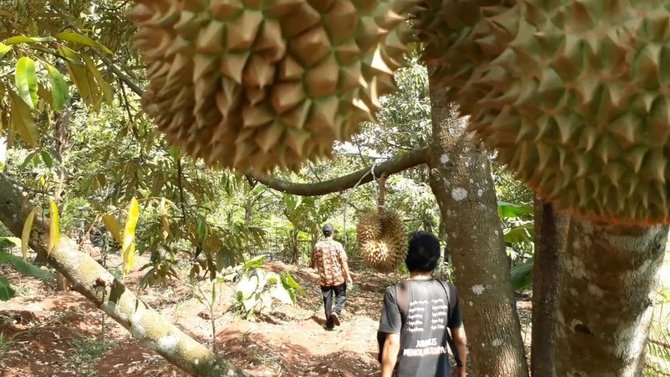 Detail Gambar Pohon Durian Nomer 36