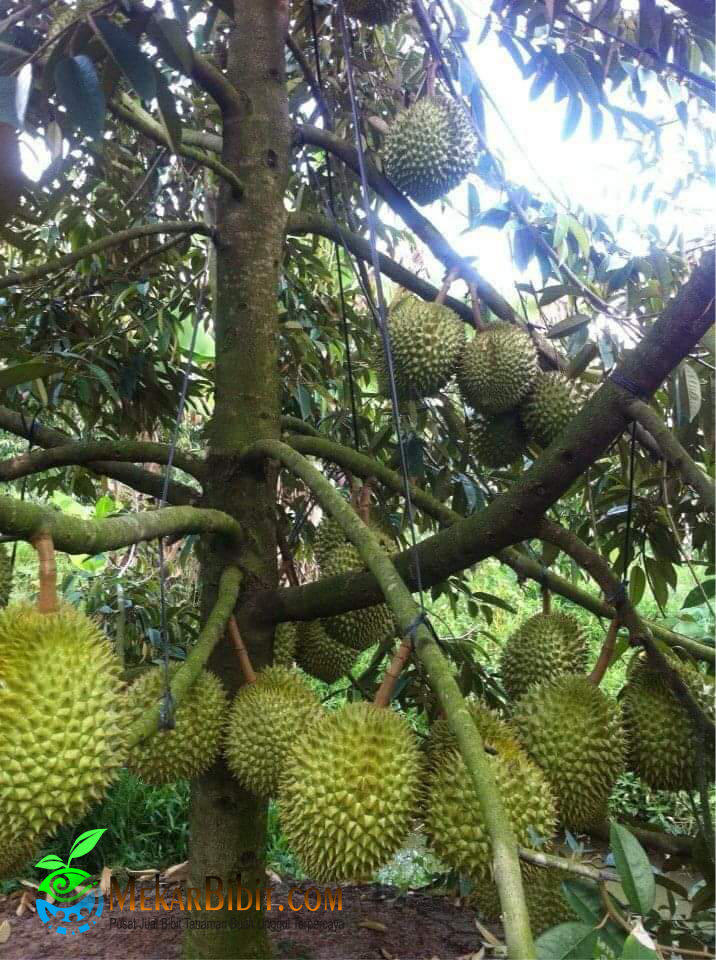 Detail Gambar Pohon Durian Nomer 37