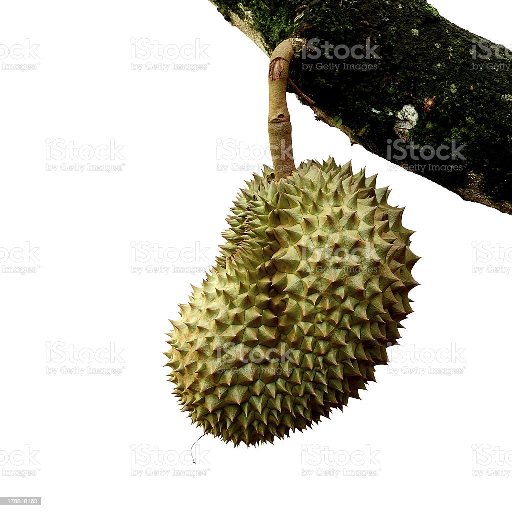 Detail Gambar Pohon Durian Nomer 44