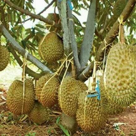 Detail Gambar Pohon Durian Nomer 48