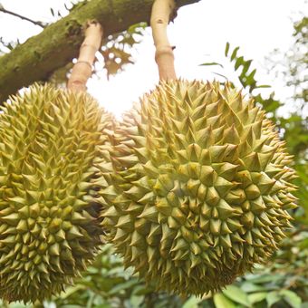 Detail Gambar Pohon Durian Nomer 50