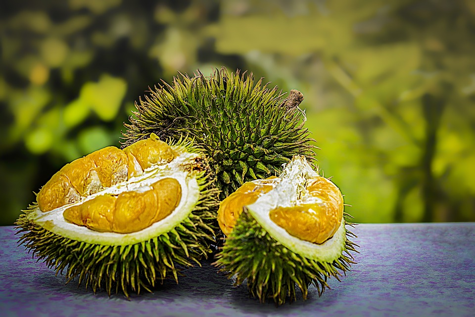 Detail Gambar Pohon Durian Nomer 51