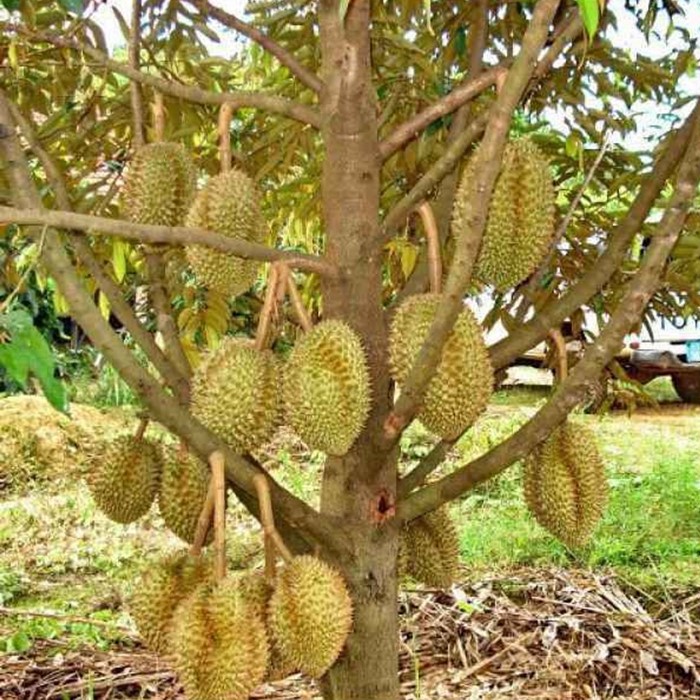 Detail Gambar Pohon Durian Nomer 52