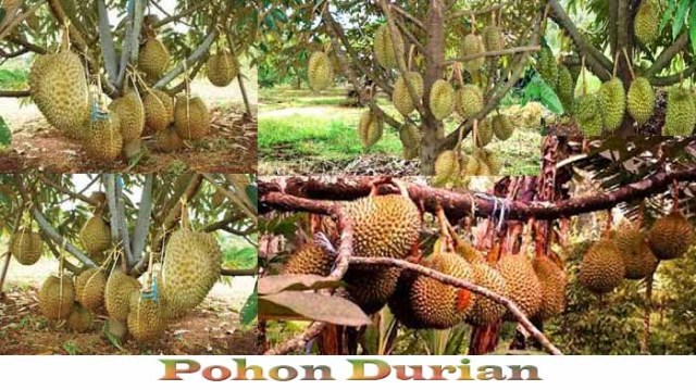 Detail Gambar Pohon Durian Nomer 54