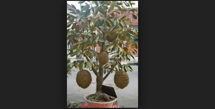 Detail Gambar Pohon Durian Gambar Pohon Durian Didalam Pekarangan Rumah Nomer 15