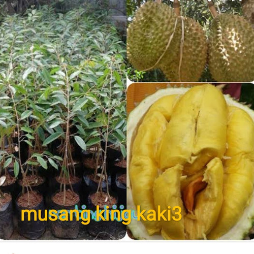 Detail Gambar Pohon Durian Gambar Pohon Durian Didalam Pekarangan Rumah Nomer 56