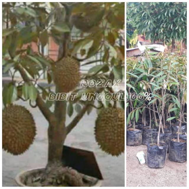 Detail Gambar Pohon Durian Gambar Pohon Durian Didalam Pekarangan Rumah Nomer 9