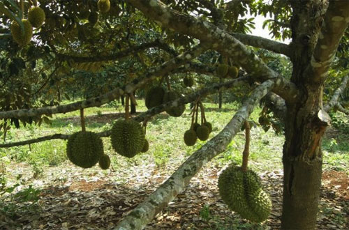 Detail Gambar Pohon Durian Gambar Pohon Durian Didalam Pekarangan Rumah Nomer 10