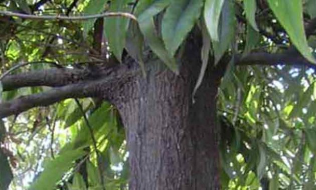 Detail Gambar Pohon Eboni Nomer 8