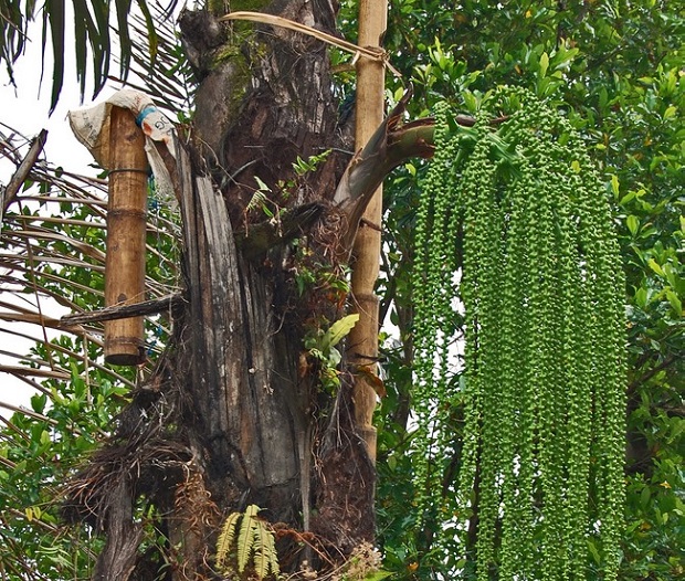 Detail Gambar Pohon Enau Nomer 8