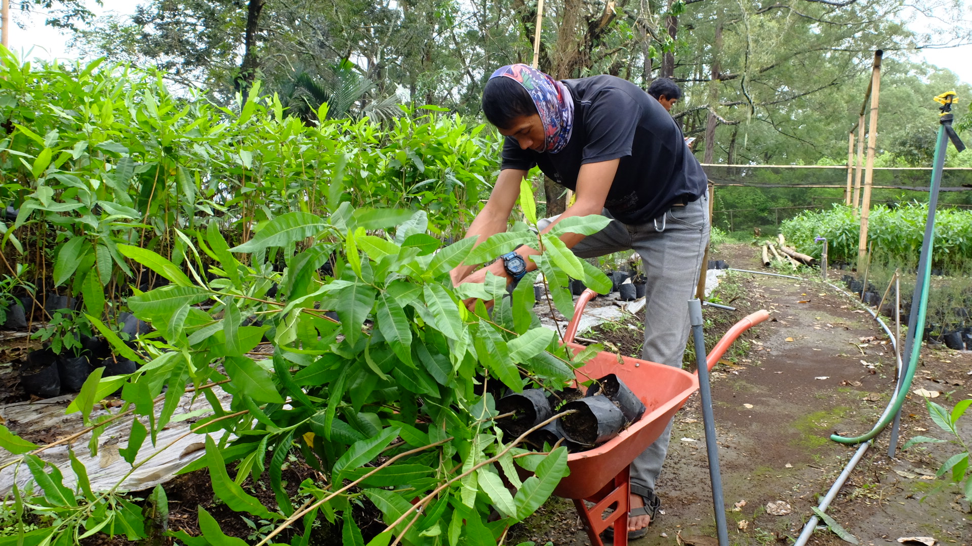 Detail Gambar Pohon Endemik Tengger Nomer 2