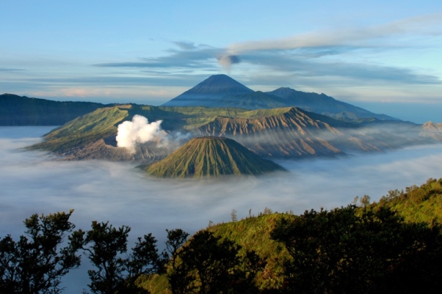 Detail Gambar Pohon Endemik Tengger Nomer 31