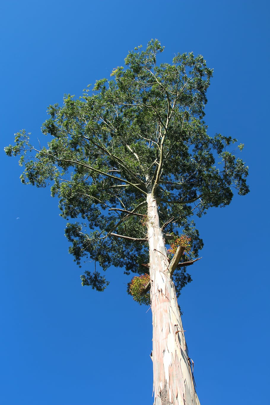 Detail Gambar Pohon Estetik Nomer 34