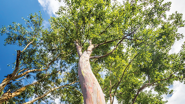 Gambar Pohon Eucalyptus - KibrisPDR