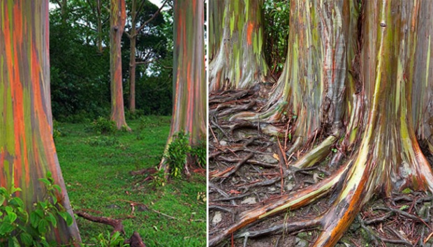Detail Gambar Pohon Eucalyptus Nomer 14