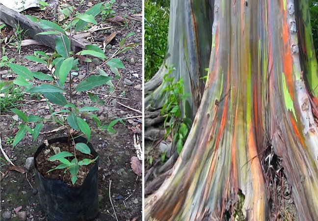 Detail Gambar Pohon Eucalyptus Nomer 16