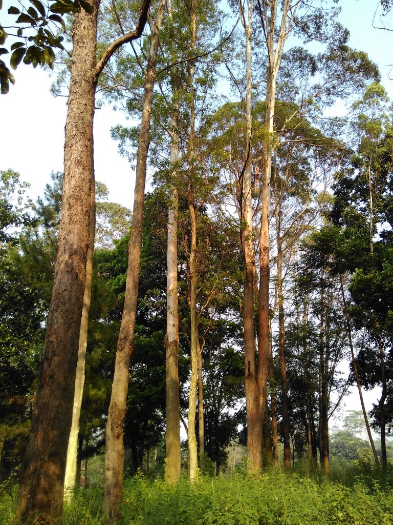 Detail Gambar Pohon Eucalyptus Nomer 3