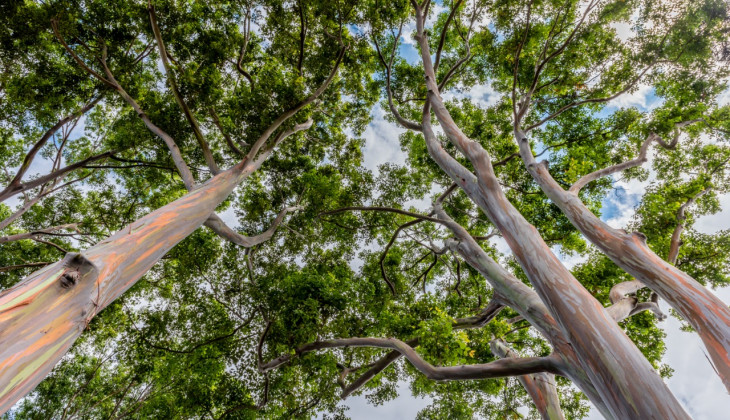 Detail Gambar Pohon Eucalyptus Nomer 4
