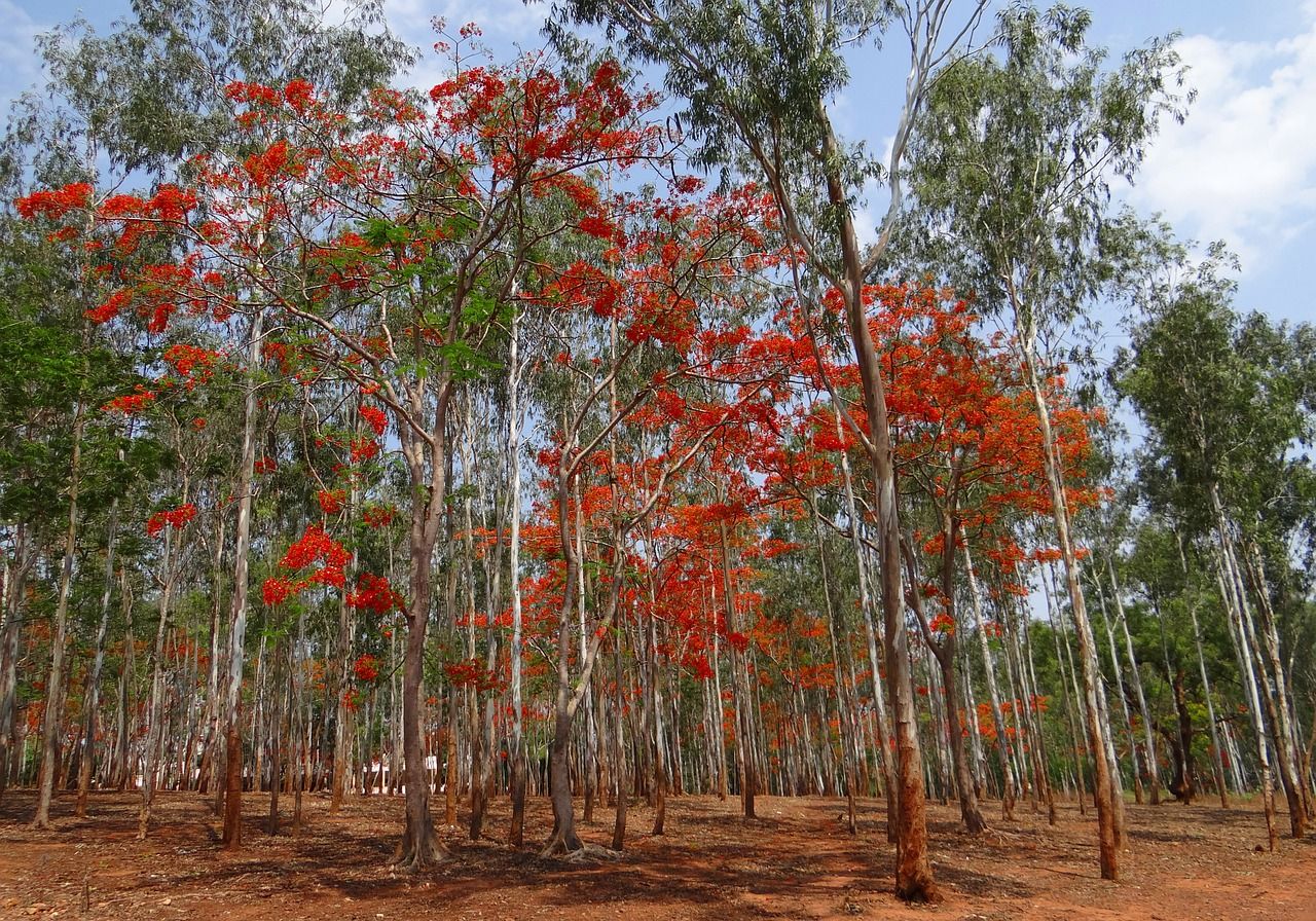 Detail Gambar Pohon Eucalyptus Nomer 33