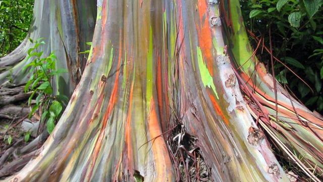 Detail Gambar Pohon Eucalyptus Nomer 5